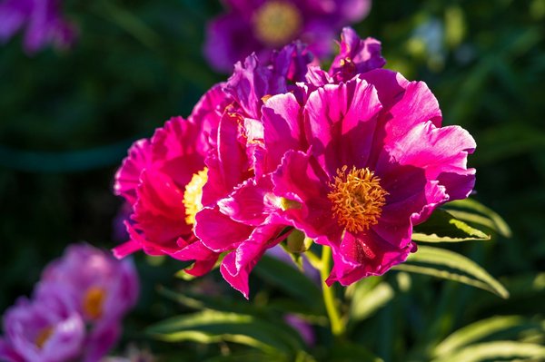 Comparatif smartphones : Les choix les plus écologiques