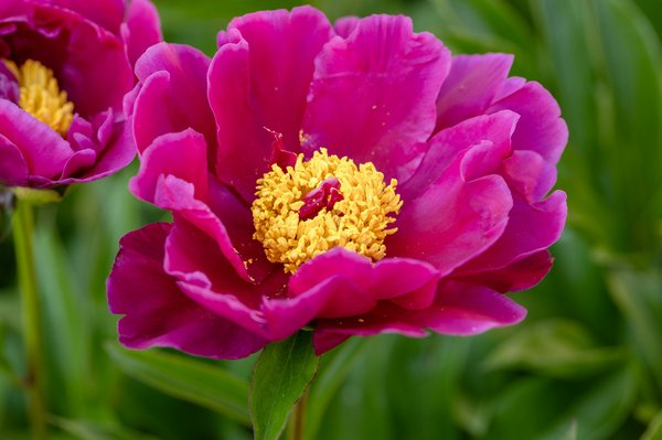 Comparatif smartphones : Les choix les plus écologiques